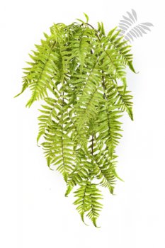 CINNAMON FERN HANGING BUSH 1305N