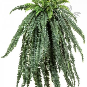 Preview: LARGE FERN HANGING BUSH X 64 1325N