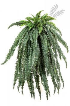 LARGE FERN HANGING BUSH X 64 1325N