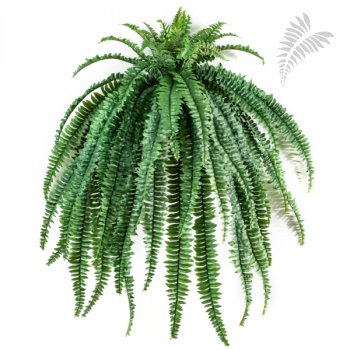 MEDIUM HANGING FERN X 52 LVS 1326N