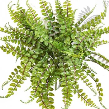 Preview: ASPLENIUM MAIDENHAIR - PLAST 1328N