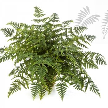 Preview: ATHURIUM FERN BUSH X45 1329N