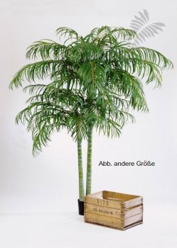 ARECA PALM DE LUXE X 2 1337N