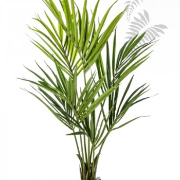 Preview: NATURAL KENTIA PALM 140cm 1342N