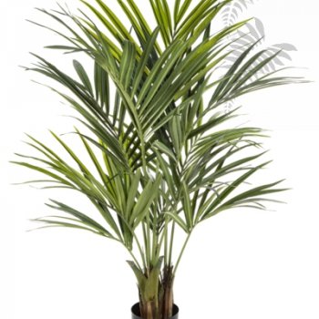 Preview: NATURAL KENTIA PALM DE LUXE 1342XL