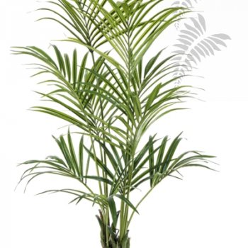 Preview: NATURAL KENTIA PALM 1343N