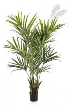 Kentia Palm de Luxe -FR 172cm 1343XL-FR