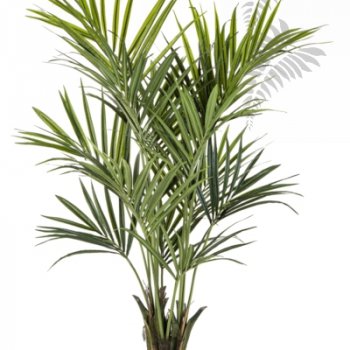 Preview: NATURAL KENTIA PALM DE LUXE 1343XL