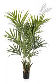 NATURAL KENTIA PALM DE LUXE 1343XL