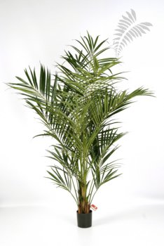 NATURAL KENTIA PALM 1344N