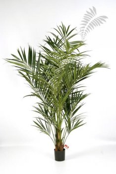 Kentia Palm de Luxe -FR 225cm 1344XL-FR