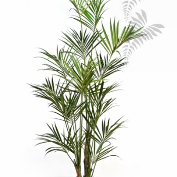 Preview: NATURAL KENTIA PALM 1345N