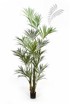 NATURAL KENTIA PALM 1345N
