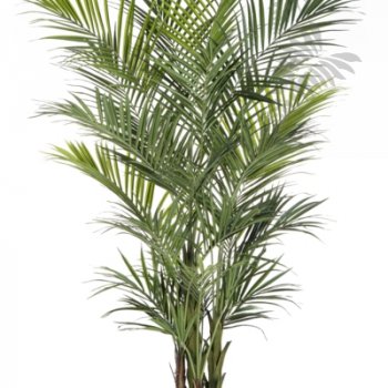 Preview: NATURAL KENTIA PALM DE LUXE 1345XL