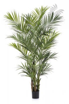 NATURAL KENTIA PALM DE LUXE 1345XL
