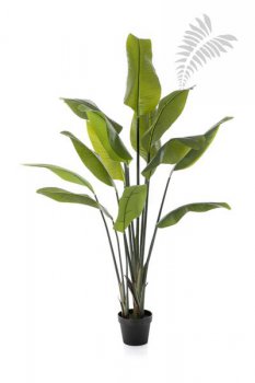 STRELITZIA TRAVELLER PALM 1352N