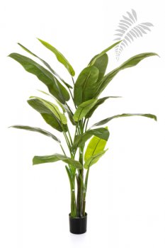 HELICONIA TREE 1355N