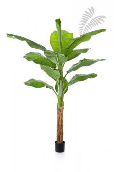 ROYAL BANANATREE 200 CM 1357N
