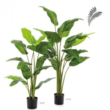 Royal Traveller Palm 120cm 1360N