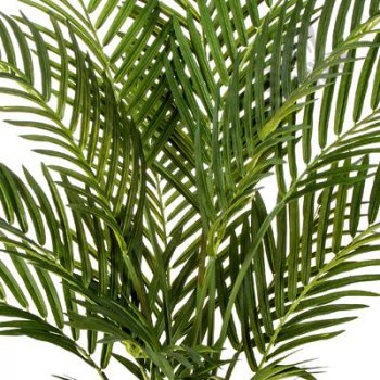 Preview: Forest Areca Palm 100cm 1381N