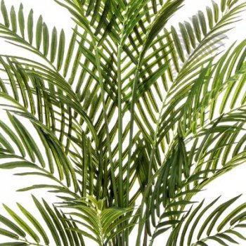 Preview: Forest Areca Palm 130cm 1382N