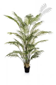 FOREST ARECA PALM W/P 1384N