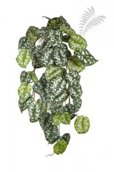 FR SCINDAPSUS HANGING BUSH 1397FR