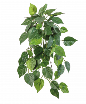 Philo hang Bush -FR 70cm 1398FR