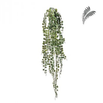 Peperomia Serpens hang Bush 90cm 1415N