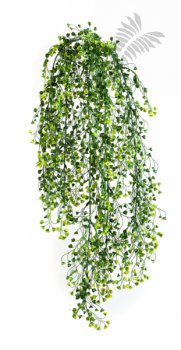 BABY TEAR HANGING BUSH X5 1418N