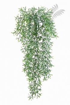 WILD SPRINGERI HANGING BUSH X15 1422N