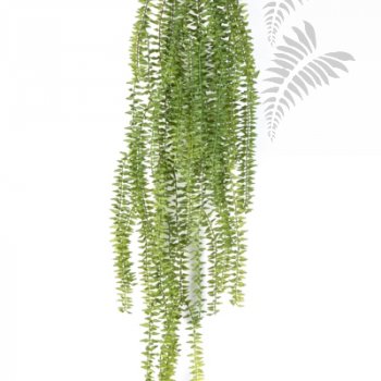 Preview: TASSELFERN HANGING BUSH 1423N