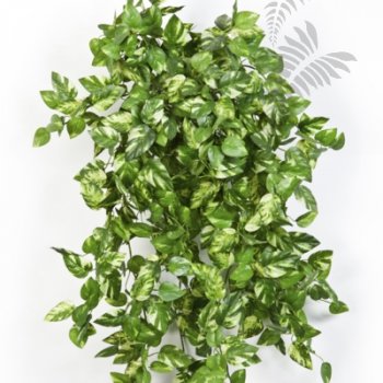 Preview: MINI POTHOS BUSH X 560 1427N