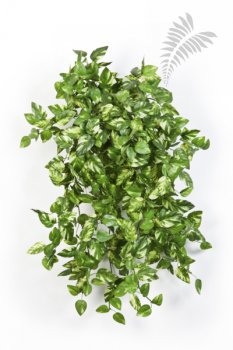 MINI POTHOS BUSH X 560 1427N