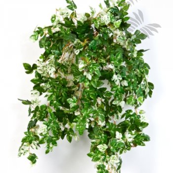 Preview: MINI AMPELOPSIS X 560 1428N