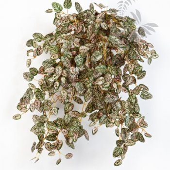 Preview: MINI HYPOESTES X 560 1429NR