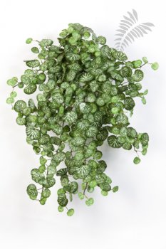 MINI SAXIFRAGA X 560 1431N