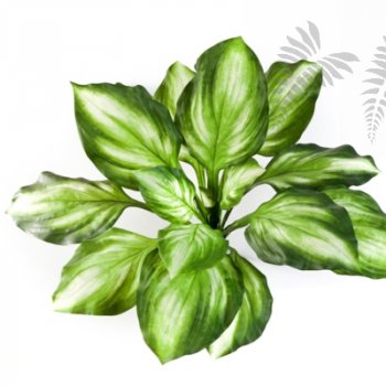 Preview: HOSTA BUSH GREEN/YELLOW 1443NG