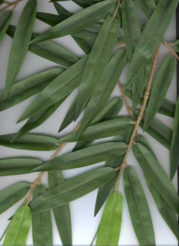 Preview: FLAME RET. NEW BAMBOO SPRAY 1484FR