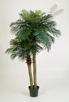 PHOENIX PALM DOUBLE 1538N