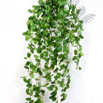 Preview: FITTONIA HANGING BUSH 1541N