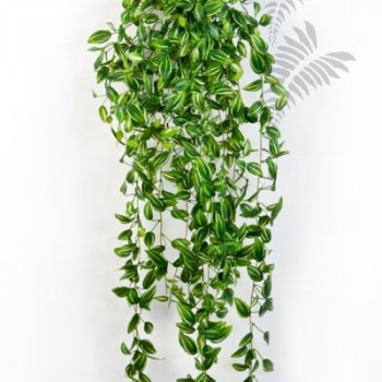 Preview: TRADESCANTIA HANGING BUSH 1542N