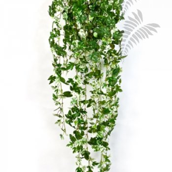 Preview: MAPLE IVY HANGING BUSH 1544N