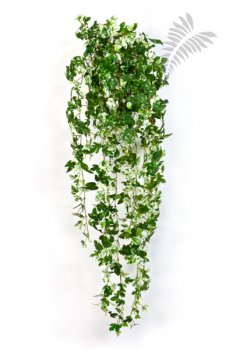 MAPLE IVY HANGING BUSH 1544N