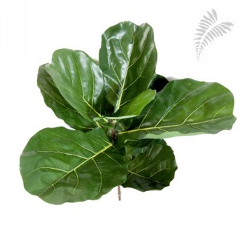FIDDLE LEAF SPRAY X 7 LVS 1560N
