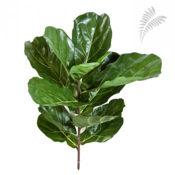 FIDDLE LEAF SPRAY X 7 LVS 1562N