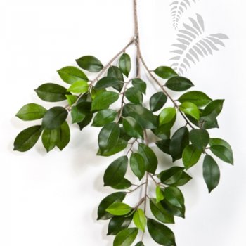 Preview: FICUS FOLIA SPRAY X 64 1572N