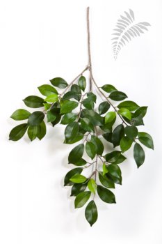 FICUS FOLIA SPRAY X 64 1572N