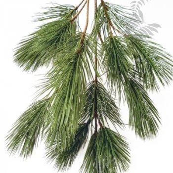 Preview: BONZAI PINUS SPRAY X 18 1581N