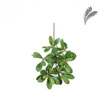 Pittisporum Spray Light Green -FR 40cm 1582LG-FR